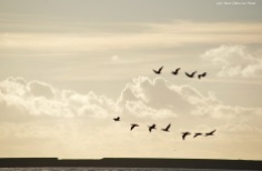 Vol de cormorans sur le port de Boulogne
