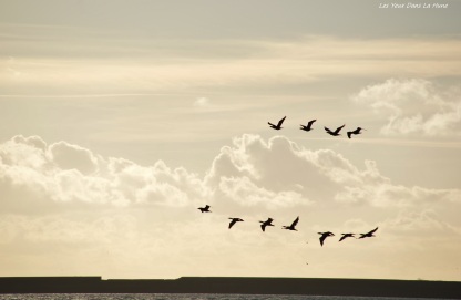 Vol de cormorans sur le port de Boulogne