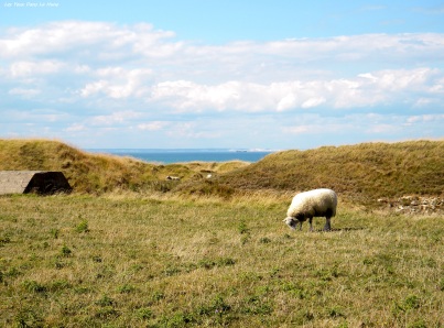 Mouton Boulonnais au Cap Blanc-Nez.
